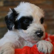 Donner - Bordoodle puppy from Indiana Bordoodles