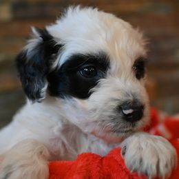 Donner - Bordoodle puppy from Indiana Bordoodles