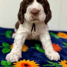 Comet - Liver and white male English Springer Spaniel puppy in Chapmansboro, Tennessee from Balthrop Bend Farms