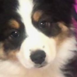 Australian Shepherds and Miniature American Shepherds from Wyndstar