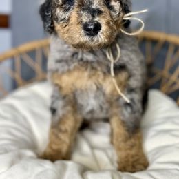 Assorted Doodle Crosses, Bernedoodles, and Goldendoodles from Curly Q’s Of Carlyss