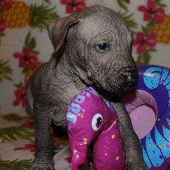 Peruvian Inca Orchid Puppies from Jasmine Rivera's Peruvian Inca Orchicds
