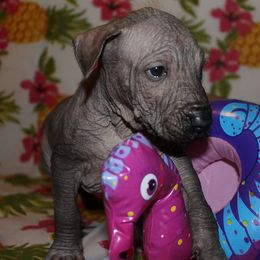 Peruvian Inca Orchid Puppies from Jasmine Rivera's Peruvian Inca Orchicds