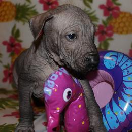 Peruvian Inca Orchid Puppies from Jasmine Rivera's Peruvian Inca Orchicds