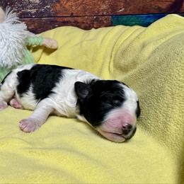 Parti boy - Black and white male Bernedoodle puppy in Blue Springs, Missouri from Jeanie’s Doodles