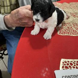 Parti boy - Parti male Poodle puppy in Lexington, Tennessee from Jm’s Precious Poodles