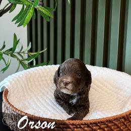 Orson - Chocolate male Goldendoodle puppy in Van Alstyne, Texas from Forest Haven Doodle Co.