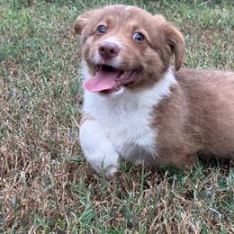 Orange collar - Liver and white male American Corgi puppy in Nashville, Arkansas from Whisenhunt Farms