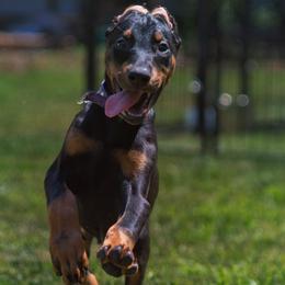 Doberman Pinscher Puppies from Warsong Dobermann