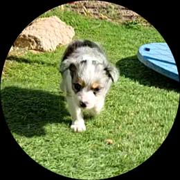 Blue - Blue merle male Toy Australian Shepherd puppy in Snowflake, Arizona from Halfpint Aussies