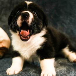 American Corgi, Cardigan Welsh Corgi, and Pembroke Welsh Corgi Puppies from Cal Beach Corgis