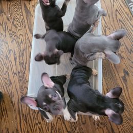 French Bulldog Puppies from Three Vine Frenchies