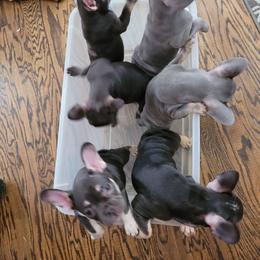 French Bulldog Puppies from Three Vine Frenchies