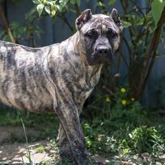 Perro de Presa Canarios from River City Presa