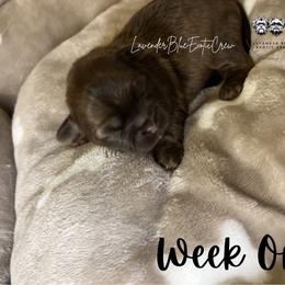 Espresso - Liver female Shih Tzu puppy in Olive Branch, Mississippi from Lavender Blue Exotic Crew
