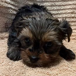 Tawnee's Black and Gold Male - Black and gold male Yorkshire Terrier puppy in Lexington, North Carolina from Silver Valley Yorkies