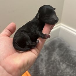 Black Tuxedo Boy - Black and white Aussiedoodle puppy in Tennessee from Lil Makuch Aussiedoodles