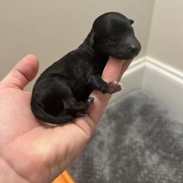Black Tuxedo Boy - Black and white Aussiedoodle puppy in Tennessee from Lil Makuch Aussiedoodles
