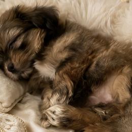 Shih Tzu puppies from Joy-Fur Puppies