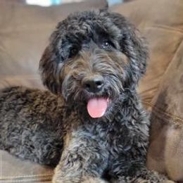 Manhattan - Goldendoodle