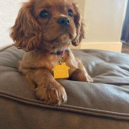 Cavalier King Charles Spaniel Puppies from Wasteland Cavaliers