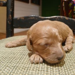 Girl 1 - Red  female Goldendoodle puppy in Texas from Doodles Divine