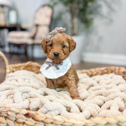 Lulu - Red  female Goldendoodle puppy in Sulphur, Louisiana from Curly Q’s Of Carlyss