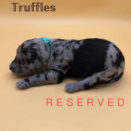 Truffles - Blue merle male Aussiedoodle puppy in Paragould, Arkansas from AC Doodles & Corgis