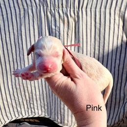 Avery (pink) - Cream female Cockapoo puppy in Denver, Pennsylvania from Greenview Puppies