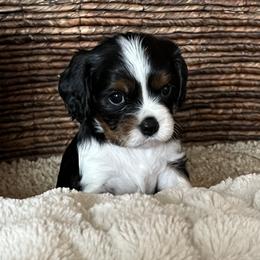 Dave - Tri-color male Cavalier King Charles Spaniel puppy in Farmington, Minnesota from Pam's Cavalier King Charles Spaniels