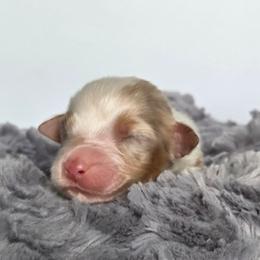 Aurora - Red merle female Australian Shepherd puppy in Jameson, Missouri from Sky Creek