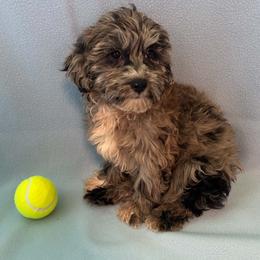 Copper - Merle male Assorted Doodle Crosses puppy in Bell, Florida from BellCrist Little bits