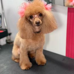 Hennessy - Poodle
