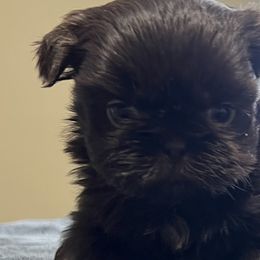 Boy 2 - Liver Shih Tzu puppy in Garland, Texas from Bibi’s Exclusive Shih Tzus