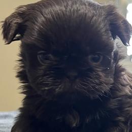 Boy 2 - Liver Shih Tzu puppy in Garland, Texas from Bibi’s Exclusive Shih Tzus
