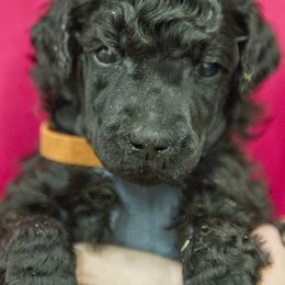 Poodle Puppies from Lido Rose C