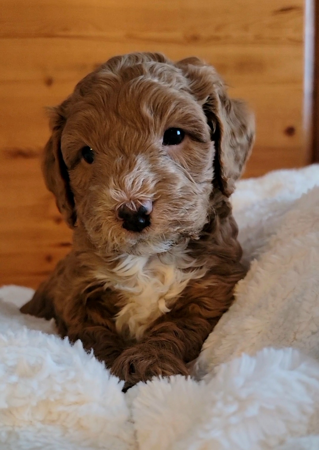 Rusty - Bernedoodle puppy in Centerville, Utah from Reid Wasatch Doodles