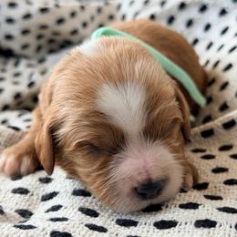 Jonesy - Red male Cavapoo puppy in Preston, Idaho from Rocking JH Pup Co