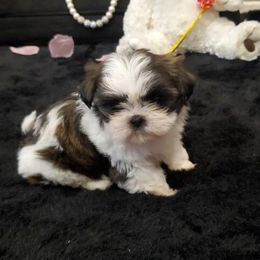 Rose - Brindle Shih Tzu puppy in Riverside, California from Angel Babies