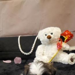 Rose - Brindle Shih Tzu puppy in Riverside, California from Angel Babies