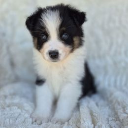 Chip (Standard Aussie) - Black tri-color male Australian Shepherd puppy in Mc Alpin, Florida from RussKris Farms Aussies
