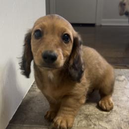 Dachshund Puppies from Zacha’s Doxie House