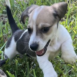 Piebald - Piebald male Dachshund puppy in Charlotte County, Florida from Doxie Den