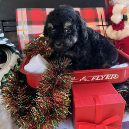 Onyx - Black and tan male Cockapoo puppy in Connersville, Indiana from MoonShine Babies