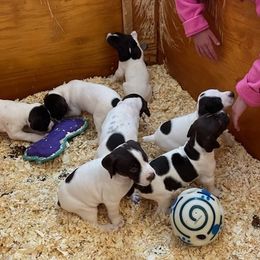 German Shorthaired Pointers from Carol's German Shorthaired Pointers