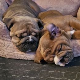 Bulldog Puppies from Illinois Bullies Kennel