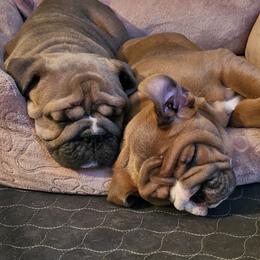 Bulldog Puppies from Illinois Bullies Kennel