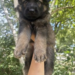 German Shepherd Puppies from Fancy GSDs