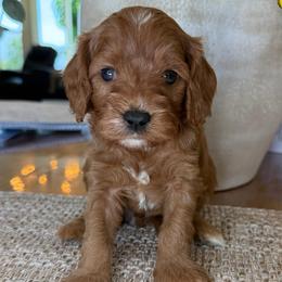 Lucas - Red male Cavapoo puppy in Yuciapa, California from AlltheDoodlez_