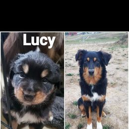 Australian Shepherd and Pomeranian All Grown Up from Willamette Valley Aussies